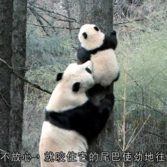 熊猫淘淘 - b0720d612344f9f4.png