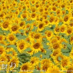 向日葵 - p1605056341206080314.jpg