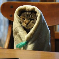 假如猫从世界上消失了 - cpO1qdAotrbQlRb229XpgbZZjSB.jpg