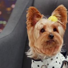 萌犬好声音2 - 4mAFrZF0cHJ7ZUMrrdwczuPCkFQ.jpg