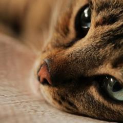 伊斯坦布尔的猫 - dThXYl2Q21rF4Ci9MurmAYROeyd.jpg