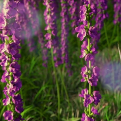 花咒 - c0266b1a3641be30.png