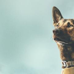 军犬麦克斯 - uiQwZGUSDCI8G5ZjEZr23HKM0cZ.jpg