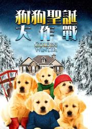 金毛喜迎冬