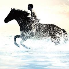 黑神驹 - t2HUHc1BReIoQG0GlLwMisvOvYt.jpg
