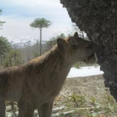 史前星球：冰川时代 - p1764782012045098213.jpg