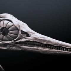 爱登堡爵士和海龙 - Ae5GrfV4mHXkUVQ3p5lBiadwY9.jpg