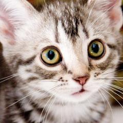 咕咕是一只猫 - 6XbBWi2Qa54Ym6LqgeDopzwkoeQ.jpg