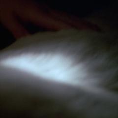 白狗 - 7Rcg2C6XGGM4kZkoqQXxWMvi6Lc.jpg