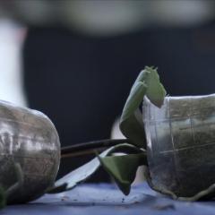 神秘感染 - 9MaJMpZBegDBcGdPEj1aDNri7qF.jpg