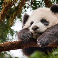 我们诞生在中国 - btgQigTqXzLxOA0gnIHIjoDZetn.jpg