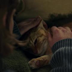 流浪猫鲍勃2：鲍勃的礼物 - vNByqRC1i3iGAKgcKNx36WTzGEQ.jpg