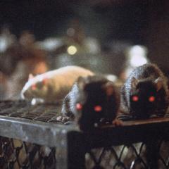 人肉鼠餐 - rJJPtDRiglOMrGkclhQg64hYjey.jpg