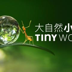 Tiny World - qokEpQ6oWkH8GrPrd4ff5cYvmd0.jpg