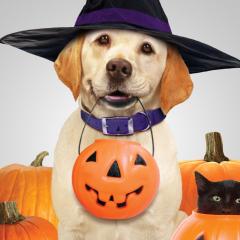The Dog Who Saved Halloween - ap3HK10WwYtwgkzXkx5D60hWT2F.jpg