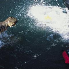 史前巨鳄 - qjfKppgAEvayZo2vBbesySb7pqf.jpg